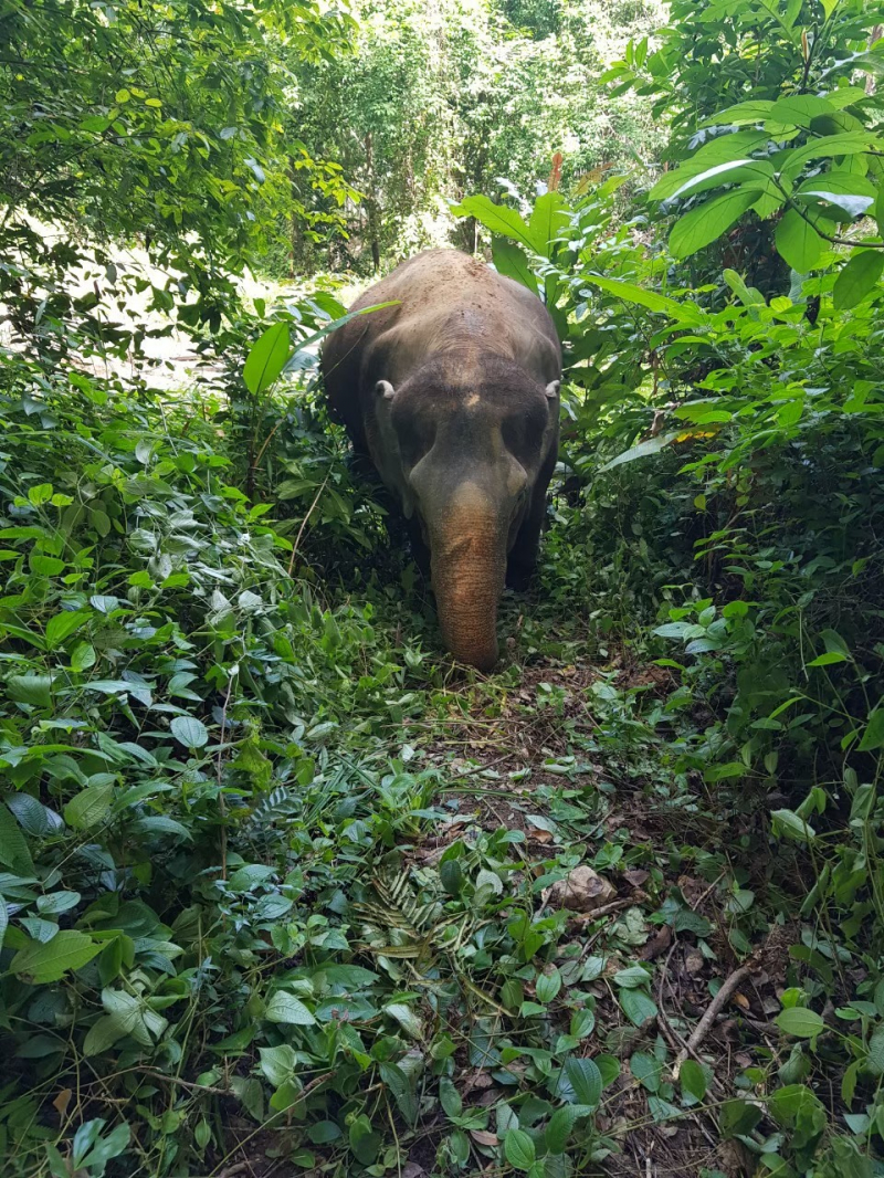 Walk with Elephants (No transfer)